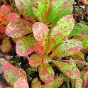 Arctostaphylos alpinus (5)
